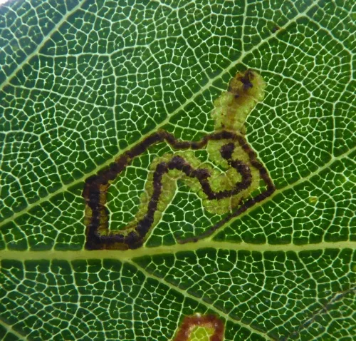 Stigmella betulicola - photo 2
