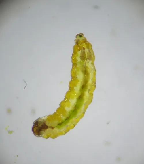 Stigmella betulicola - photo 3