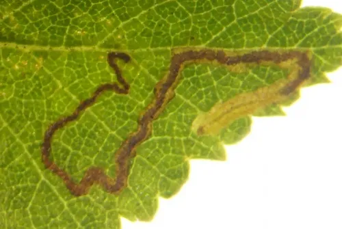 Stigmella betulicola - photo 4