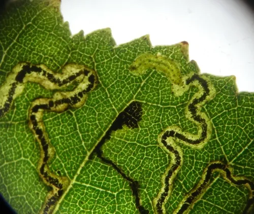 Stigmella betulicola - photo 5