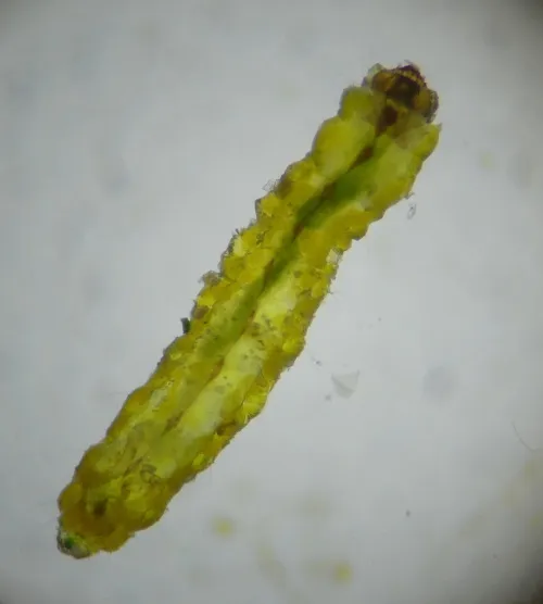 Stigmella betulicola - photo 6