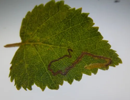 Stigmella betulicola - photo 7