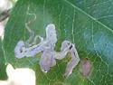 Stigmella braunella - Hodges#0104 - photo 2
