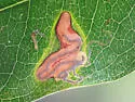 Stigmella braunella - Hodges#0104 - photo 3