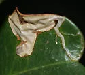 Stigmella braunella - Hodges#0104 - photo 4