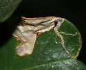 Stigmella braunella - Hodges#0104 - photo 5