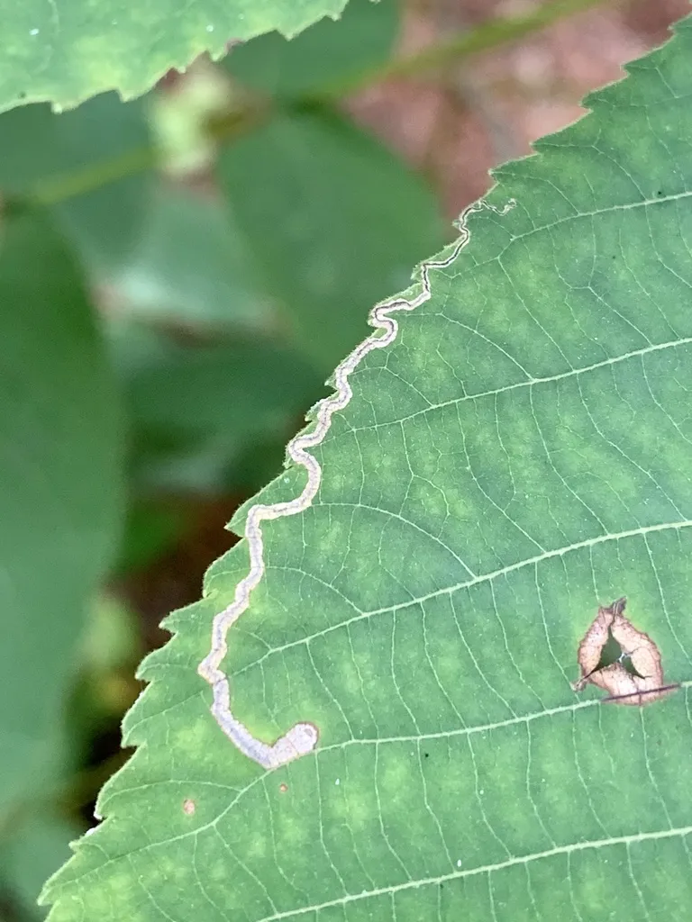 Stigmella caryaefoliella - Hodges#0093.1 - photo 2