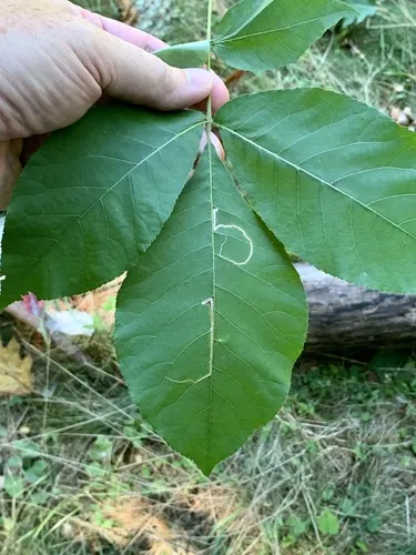 Stigmella caryaefoliella - Hodges#0093.1 - photo 5