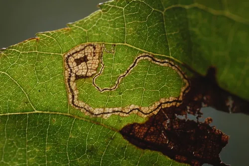 Stigmella caryaefoliella - Hodges#0093.1 - photo 6