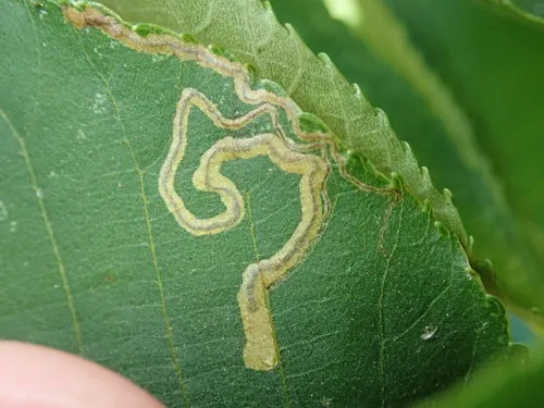 Stigmella caryaefoliella - Hodges#0093.1 - photo 7