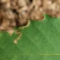 Stigmella castaneaefoliella - Hodges#0090