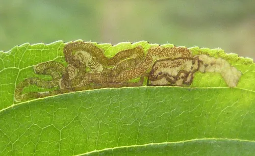 Stigmella catharticella - Stigmella catharticella