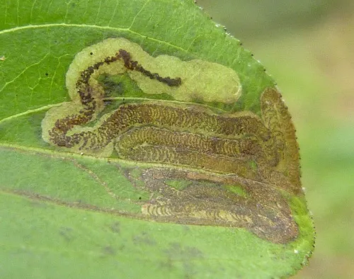 Stigmella catharticella - photo 2