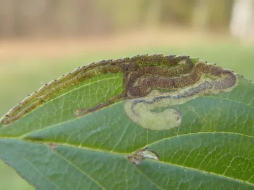 Stigmella catharticella - photo 3
