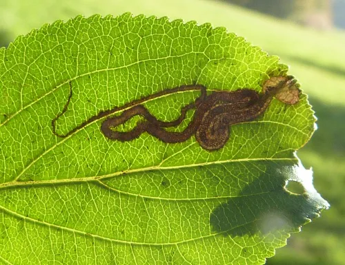Stigmella catharticella - photo 4