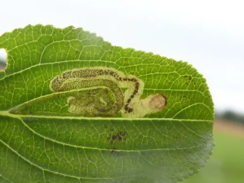 Stigmella catharticella - photo 5