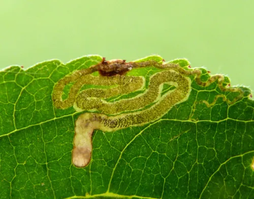 Stigmella catharticella - photo 6