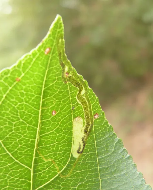 Stigmella catharticella - photo 7