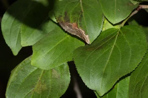 Stigmella catharticella - photo 8