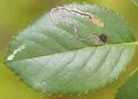 Stigmella centifoliella