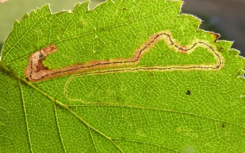Stigmella confusella - photo 2