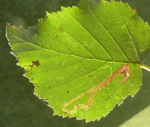 Stigmella confusella - photo 3