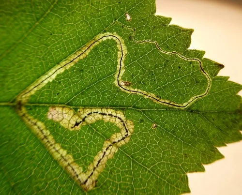 Stigmella confusella - photo 4