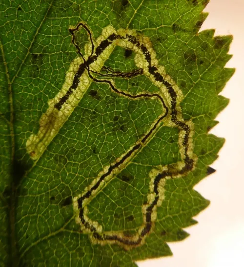 Stigmella confusella - photo 5