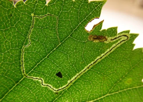 Stigmella confusella - photo 6