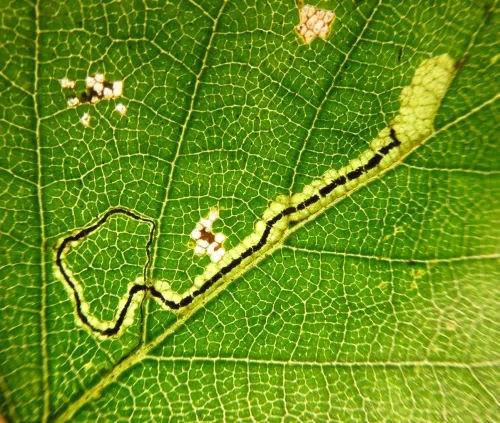 Stigmella confusella - photo 7
