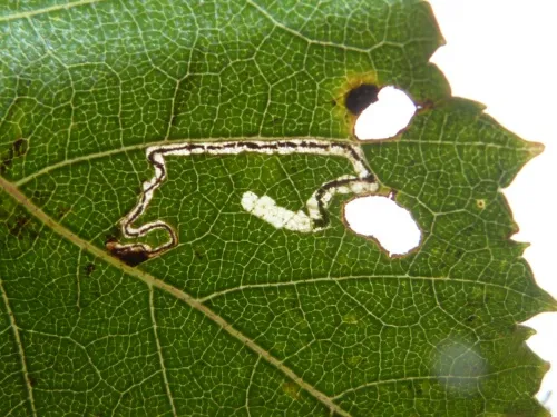 Stigmella confusella - photo 8