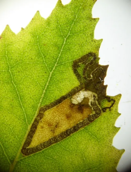 Stigmella continuella - photo 2