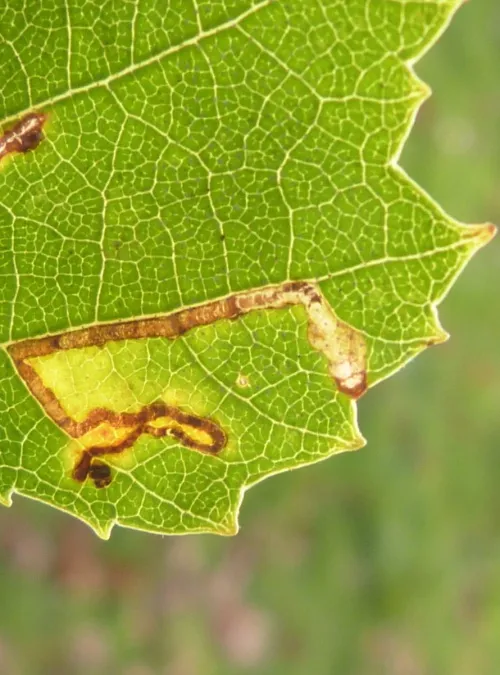 Stigmella continuella - photo 3