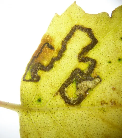 Stigmella continuella - photo 4
