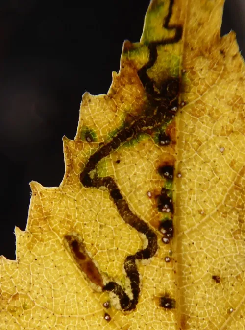 Stigmella continuella - photo 5