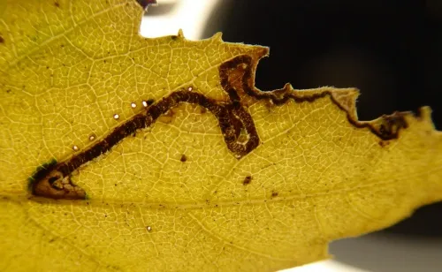 Stigmella continuella - photo 6