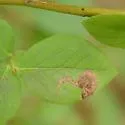 Stigmella corylifoliella - Hodges#0092