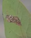 Stigmella corylifoliella - Hodges#0092 - photo 2