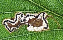 Stigmella corylifoliella - Hodges#0092 - photo 3