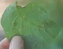 Stigmella corylifoliella - Hodges#0092 - photo 4
