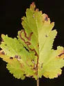 Stigmella corylifoliella - Hodges#0092 - photo 5