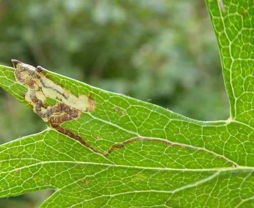 Stigmella crataegella