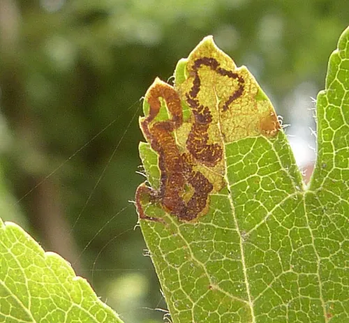 Stigmella crataegella - photo 2