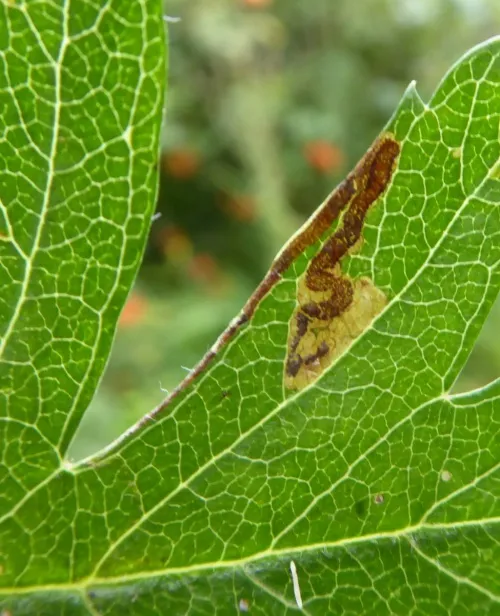 Stigmella crataegella - photo 3