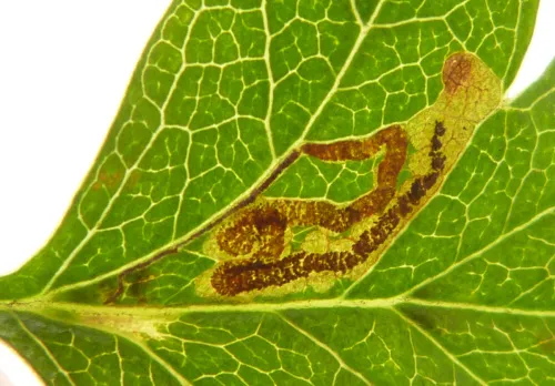 Stigmella crataegella - photo 4