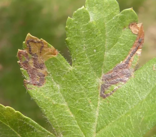 Stigmella crataegella - photo 5