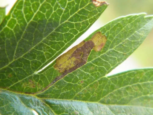 Stigmella crataegella - photo 6