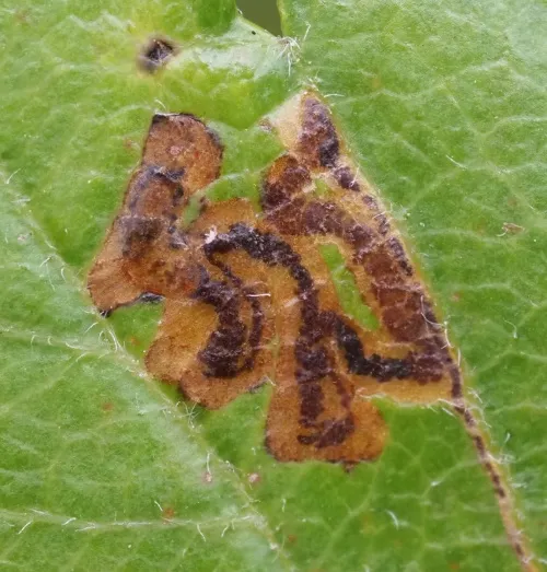 Stigmella crataegella - photo 7