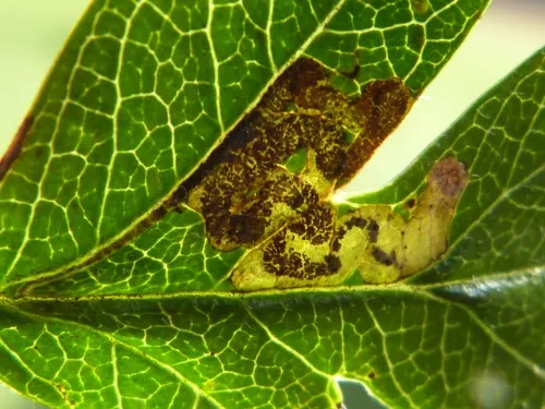 Stigmella crataegella - photo 8