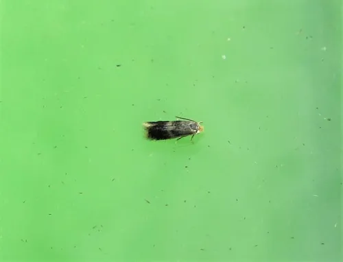 Stigmella floslactella - Stigmella floslactella